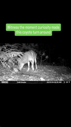 Witness the moment curiosity made this coyote turn around