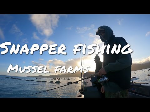 Snapper Fishing Mussel farms Firth Of Thames (Coromandel)