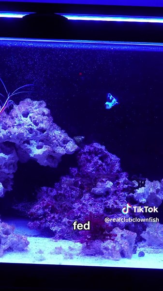 Why can’t they just pair up and be normal 😭 #fyp #aquarium #fishtok