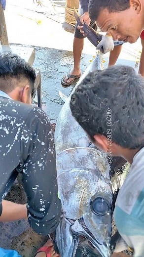 101.20 kg monster bigeye tuna🔥🔥 | Abd Aziz Baid