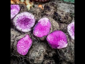 PURPLE PEEL EXPLOIT (STEP BY STEP PEEL EXPLOIT) PURPLE PEEL EXPLOIT FOR WEIGHT LOSS EXPLAINED GUIDE