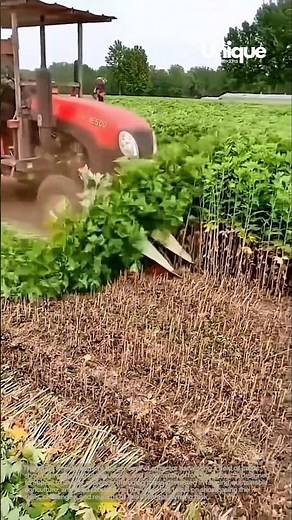 Tractor harvesting a field of crops: a tractor harvesting a field of crops