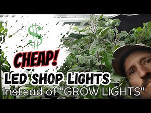Cheap Grow Lights |LED Shop Light RESULTS|