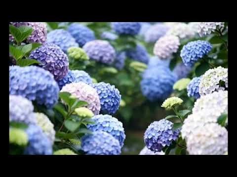 Blooming Calendar: A Year of Flowers