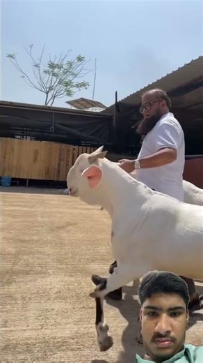 Beautiful bakra #bakramandi #bakra #bakralovers #trending #shortsfeed #beautiful #greenscreen