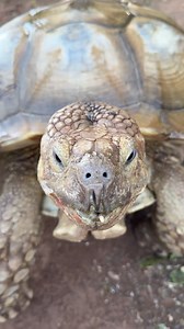 4.3M views · 344K reactions | Watermelon snack time with Wilbur and Dino ❤️ #tortoisesofinstagram #tortoise #tortoiselife #sulcatatortoise #sulcata #rescue #dinolasek #wilburlasek #adoptdontshop | Bucky Lasek | Facebook