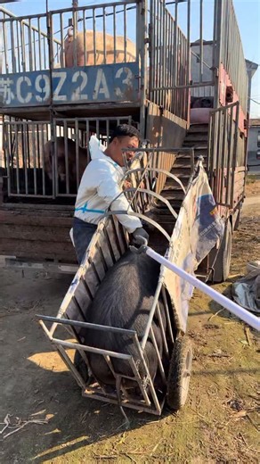 PiggFarming | 3 Ways to Raise Pigs for BIG Farmhouse Profits! 🐷💰 Want to turn pig farming into a highly profitable business? In this video, we’ll show... | Instagram