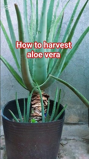 How to harvest aloe vera #gardening #garden #nature #plants #aloe vera