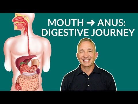 Journey Through the Human Digestive System – Mouth to Anus