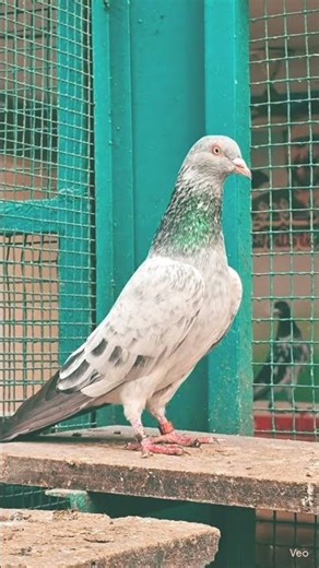 top quality kammger kabooter 🤩 breed high flyer