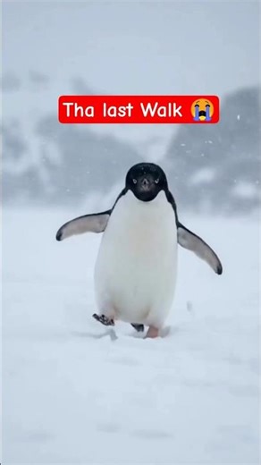 Penguin left the world and went #facts #penguin #penguinstory #trending #india #penguins #subscribe