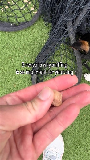3 Reasons You Should Let Your Dog Sniff 🐾** 1. **Mental Stimulation:** Sniffing is like a puzzle for your dog’s mind! It keeps them engaged and sharp, preventing boredom. 2. **Stress Relief:** Sniffing helps dogs relax and feel more secure in their environment. It’s their way of calming down. 3. **Natural Instinct:** Allowing your dog to sniff honors their natural hunting and exploring instincts, making them happier and more fulfilled. More more training tips and advice click the link in bio | 