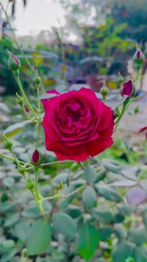 #rose#flower#shots #shortsfeed #shotfeedoutube