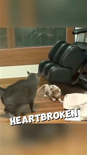 When Your Cats Think They’re Ninjas… and the Family Needs HELMETS 😼🪖