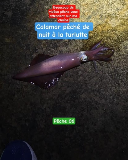 Squid caught at night on the French Riviera using a YO-ZURI jig #fishing #squid #cotedazur