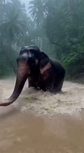 Elephant Lifts a Woman from Floodwaters—Trunk Rescue in a Raging Current | Explained