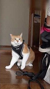 急に散歩へ行く気が失せた猫 #元野良猫チャチャ #ねこ #猫 #cat
