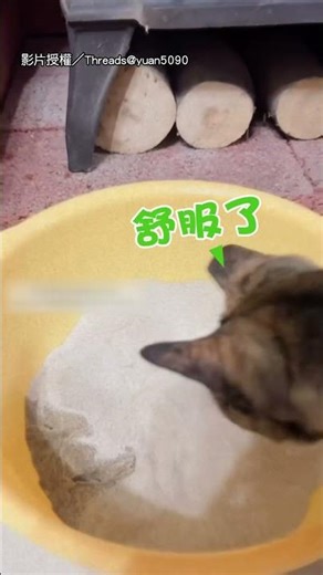 【主人大崩潰】準備沙子讓狐獴嗨玩 喵卻當廁所大解放｜狐獴｜貓咪｜貓砂｜沙子｜搞笑｜爆笑 ｜動物｜寵物