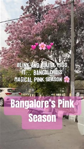 Bangalore’s magical pink season 🌸 #bangalore #cityvibes #cherryblossom #viralyoutubeshorts #yt #blr