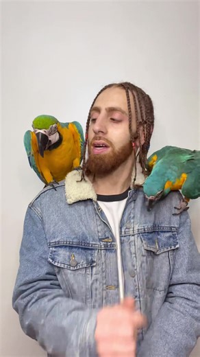 BirdMan #fyp #bird #trick #parrot #talk #animals #itszazu #birdman #salaam