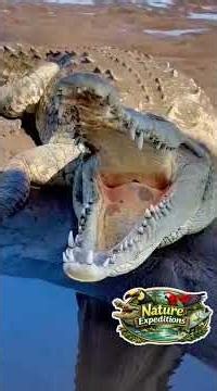 Have you heard the sound of an angry crocodile? 🐊