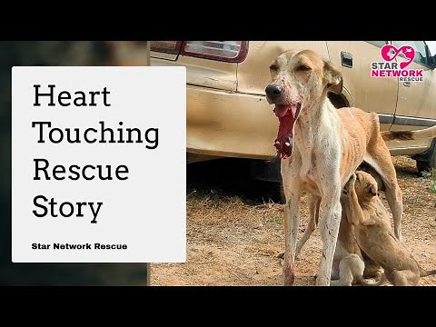 Dog with a Fractured Jaw and Broken Teeth Finds a reason to smile again