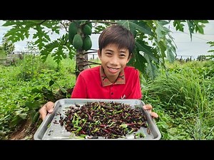 Amazing boy Eating Cricket Recipe | Eating Fried Insect Recipe Delicious