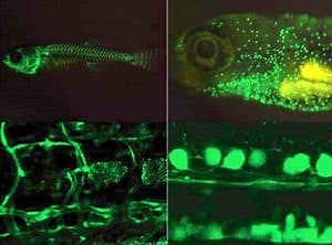 Fluorescent protein lets us read a fish's thoughts