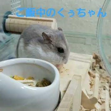 ご飯中のブルーサファイアハムスター のくぅちゃん #ジャンガリアンハムスター #ハムスター #動物 #ハムスターのいる生活 #animal #animalshorts