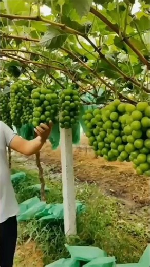Shine Muscat grapes are truly extraordinary #vidiotrending #farming #grapecity #garden #grapenation