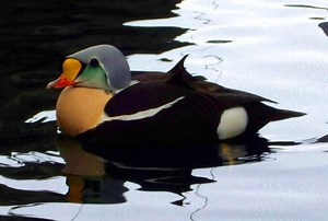Eider - Alchetron, The Free Social Encyclopedia