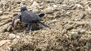 1.4K views · 108 reactions | Go little fella, go!  More than 700 tiny green sea turtles have hatched on Fitzroy Island Resort, Queensland & excitedly scurried off to the water to start their life on the Great Barrier Reef Marine Park  | Tropical North Queensland | Facebook