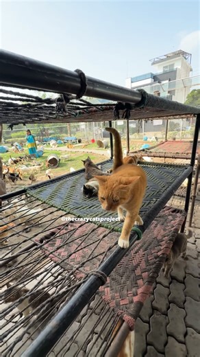 Her name is Duchess!! 💙 | The Crazy Cats