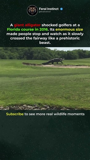 Giant Alligator Walks Across Florida Golf Course