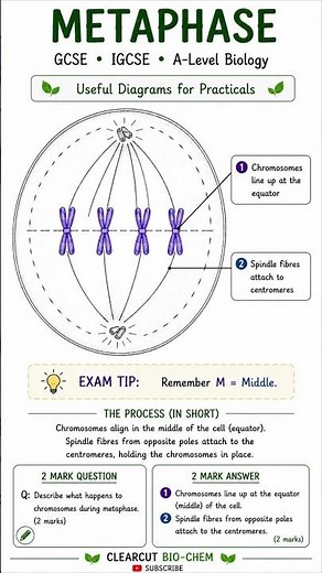 🧬 Mitosis Pencil Diagrams Made Easy | GCSE, IGCSE & A-Level Biology | Learn PMATC in Minutes #aqa