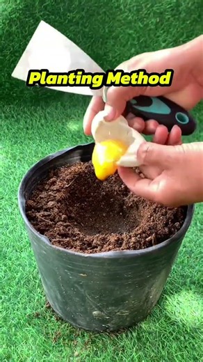 Planting Method tutorial Part 39 #plantingtips #tutorial #gardening #garden
