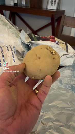 This is how you cut seed potatoes and let them scab before planting. I just cut them in half but you can quarter them. Follow me and i’ll show you how to grow food. #growfood #therustedgarden #potatoes #potato #growpotatoes #plantpotatoes