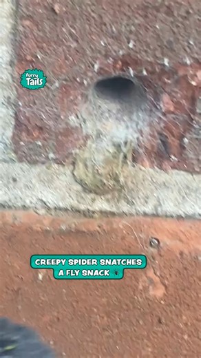 Creepy Spider Snatches His Food | Furry Tails