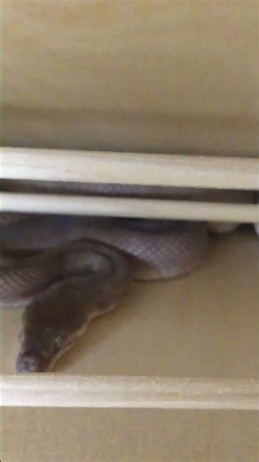 After 55 hours in the Vertical Wedge Hide