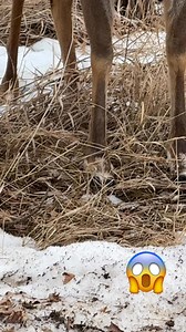 575K views · 1.7K reactions | #deer #deerseason | Nature_with_guri | Facebook