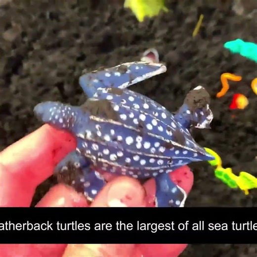 The Leatherback Turtle! 🐢 Deep Diving Fun Facts for Kids