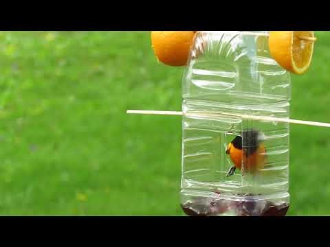 Baltimore Oriole on homemade feeder eating grape jelly