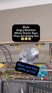 745K views · 7.3K reactions | Birds Reaction When Owners Going Out勞 #animals #pet #birds #funny #cute #cosmothefunnyparrot #AmaZing #fun #StarsEverywhere | cosmothefunnyparrot | Facebook