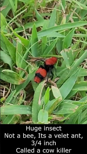 Cow killer ant #ant #wasp #cow #insect #sting