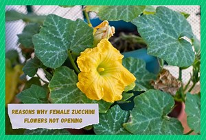 Why Are My Female Zucchini Flowers Not Opening? (3 Reasons) - Farmer Grows