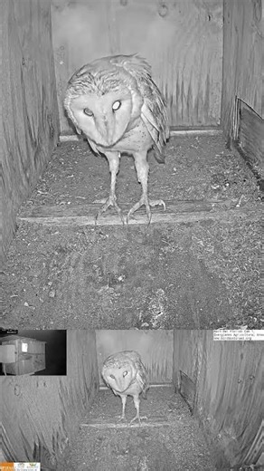 Soaked Barn Owl Returns to Nest! 🦉🌧️ | Florida Wildlife Moment