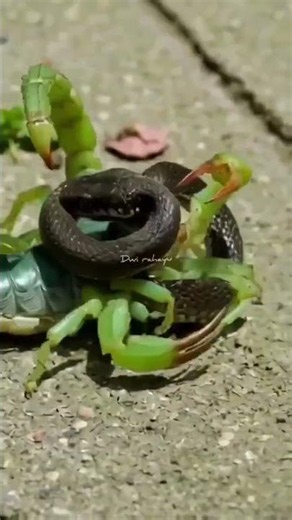 Scorpion vs snake I @Wildlifetubers #wildlife #snake #wildlifeentertainment