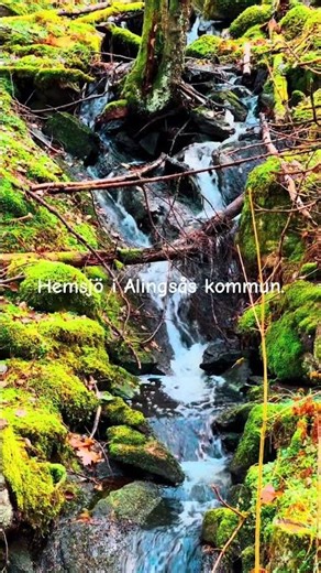 Bäcken i skogen i Hemsjö, Alingsås kommun. 🌲🌳