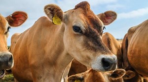 Pengusaha Ternak Keluhkan Harga Sapi Bakalan Australia yang Terus Naik - Tribunnews.com