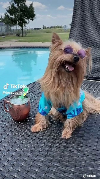 Maximus Decimus Meridius: A Pet Story Featuring Yorkies